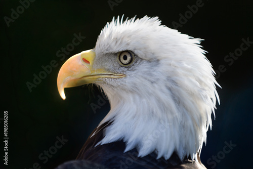 American Bald Eagle (Haliaeetus leucocephalus) in Profile Against Dark Background