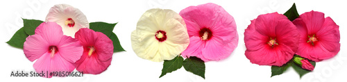 Collection of colored hibiscus flowers with leaves isolated on white background. Flat lay, top view