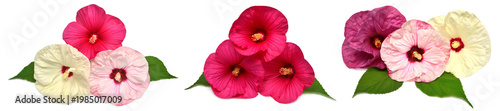 Collection of colored hibiscus flowers with leaves isolated on white background. Flat lay, top view