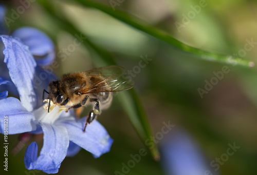 Close-up of a small honeybee searching for pollen on a blue starflower