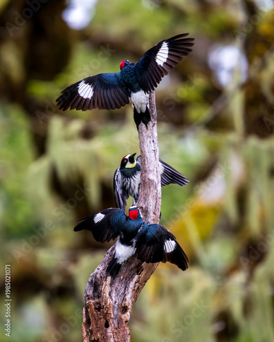 Acorn Woodpeckers (Melanerpes formicivorus) courtship display.