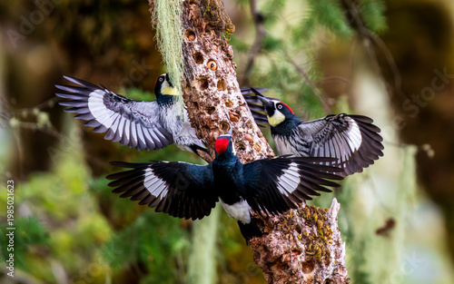 Acorn Woodpeckers (Melanerpes formicivorus) courtship display on a granary with acorns.