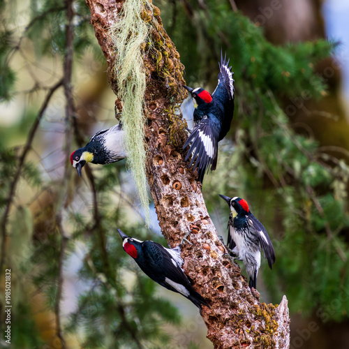 Acorn Woodpeckers (Melanerpes formicivorus) courtship display on a granary with acorns.