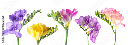 Beautiful bright freesia flowers isolated on white, set