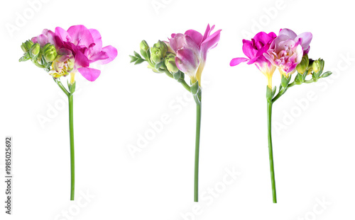 Vibrant magenta freesia flowers isolated on white, set