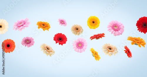 Vibrant gerbera flowers flying against light blue background. Banner design
