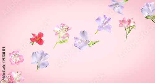Beautiful alstroemeria flowers flying against pink background. Banner design