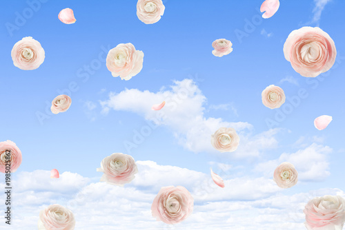 Beautiful ranunculus flowers falling against blue sky