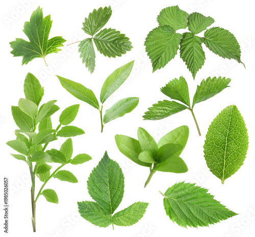 Fresh green leaves of berry plants on white background, collage