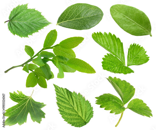 Fresh green leaves of berry plants on white background, collage