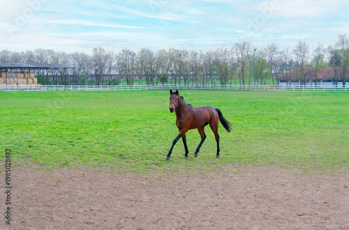 Curious Brown Horse Looking at Camera on Farm Pasture