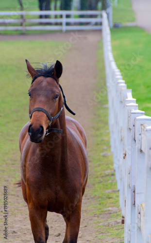 Curious Brown Horse Looking at Camera on Farm Pasture