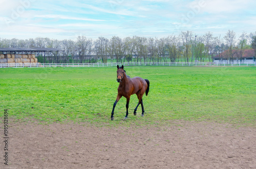 Curious Brown Horse Looking at Camera on Farm Pasture
