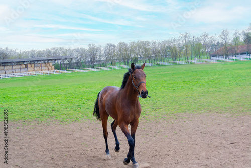Curious Brown Horse Looking at Camera on Farm Pasture