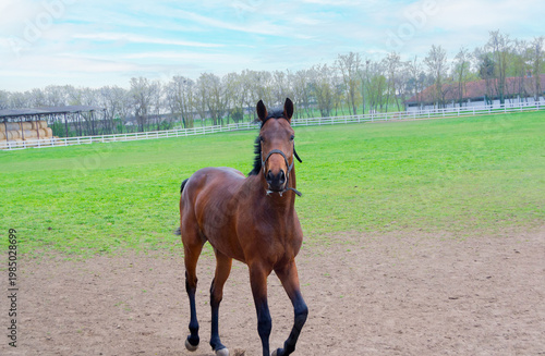 Curious Brown Horse Looking at Camera on Farm Pasture