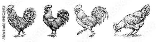 Rooster and Chicken Farm Animal Set Hand Drawn Vintage Illustration
