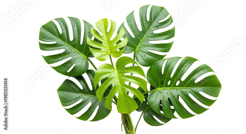 Fresh botanical photography featuring lush green tropical monstera leaves growing vibrantly upwards isolated on a stark white canvas for fresh organic brand identities.