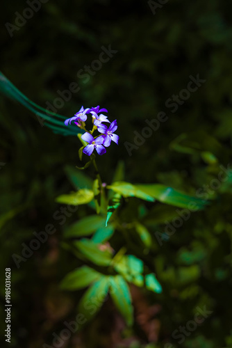 Kleine violette Blüte im Wald mit natürlichem Schlaglicht und dunklem Hintergrund