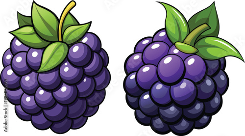 Two ripe blackberries with green caps detailed illustration