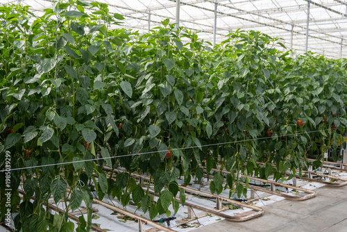 Konstfotografi Growing of green or red bell sweet paprika  vegetables, rows of plants, processi