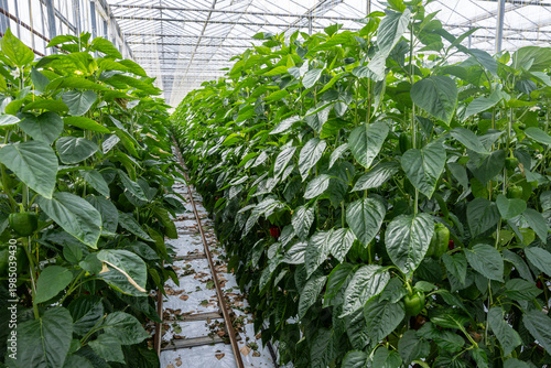 Konstfotografi Growing of green or red bell sweet paprika  vegetables, rows of plants, processi
