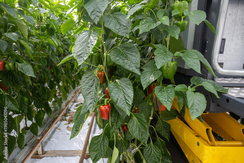 Canvastavla Growing of green or red bell sweet paprika  vegetables, rows of plants, processi