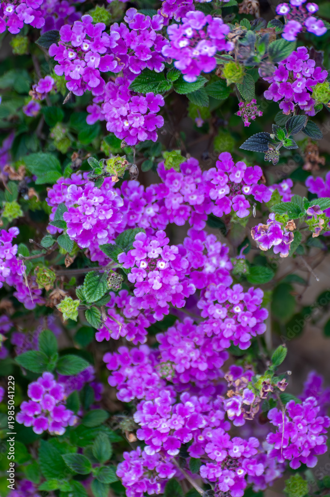 Obraz premium Purple blossom of Lantana montevidensis ornamental plant in summer garden
