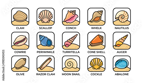 Illustrated collection of various sea shells with names on sandy background