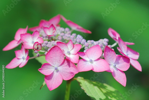 紫陽花（アジアンビューティークララ）