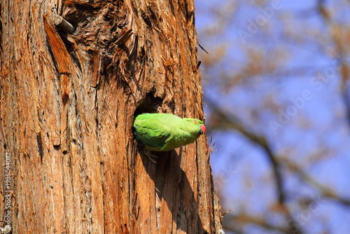 巣穴から顔を出すワカケホンセイインコ（雌）