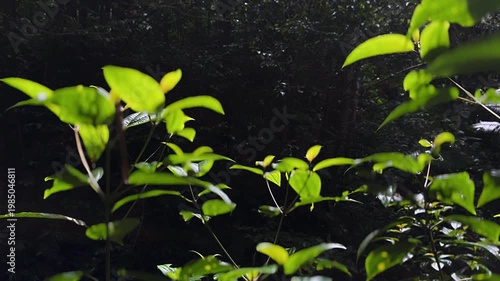 sunlit tropical green leaves glowing against dark dense rainforest background
