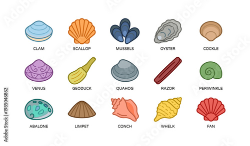 Colorful collection of various sea shells and marine mollusks
