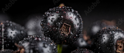 Close-up of berries with droplets