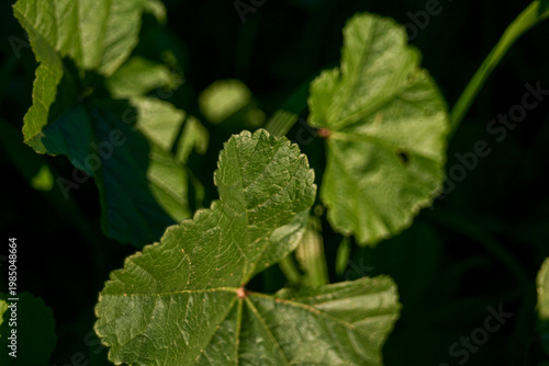 Photos Close up of vibrant green mountain foliage with textured leaves in Sierra Nevada