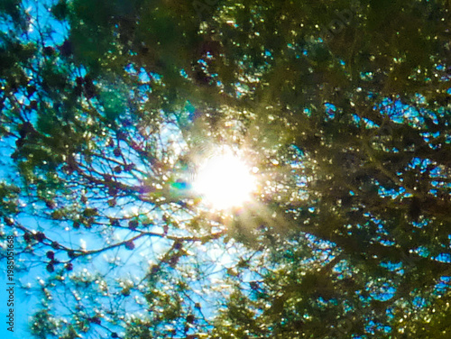 Tableau sur toile Sun and its rays appearing in the branches of a tree under a beautiful blue sky