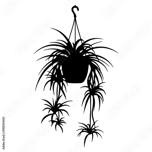 Silhouette of a Hanging Spider Plant with Pups.