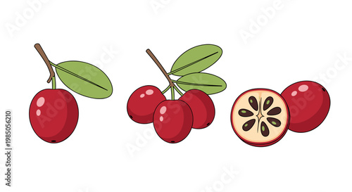 Vibrant red berries depicted in a clean illustration with focus on their natural beauty