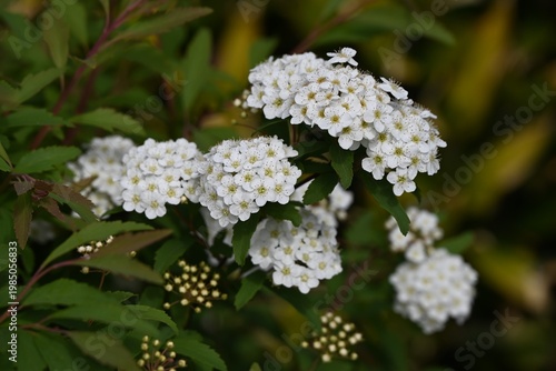 Reeves spirea (Spiraea cantoniensis) flowers. Rosaceae deciduous shrub. It produces clusters of small white flowers in spring.