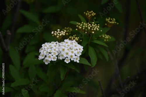Reeves spirea (Spiraea cantoniensis) flowers. Rosaceae deciduous shrub. It produces clusters of small white flowers in spring.