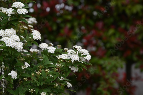 Reeves spirea (Spiraea cantoniensis) flowers. Rosaceae deciduous shrub. It produces clusters of small white flowers in spring.