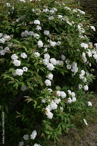 Reeves spirea (Spiraea cantoniensis) flowers. Rosaceae deciduous shrub. It produces clusters of small white flowers in spring.