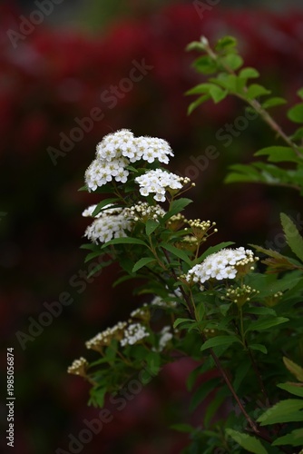 Reeves spirea (Spiraea cantoniensis) flowers. Rosaceae deciduous shrub. It produces clusters of small white flowers in spring.