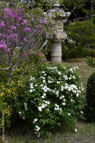 Reeves spirea (Spiraea cantoniensis) flowers. Rosaceae deciduous shrub. It produces clusters of small white flowers in spring.