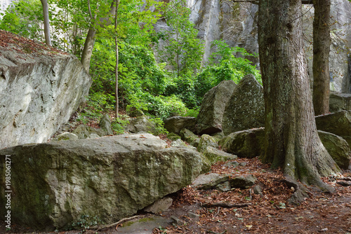 Photos Large mossy boulders and old trees at the historic Drachenfels in the Siebengebirge nature park, a popular hiking spot in Germany