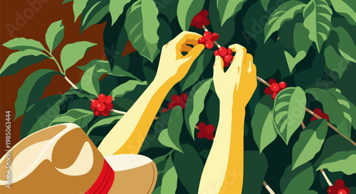 Vintage coffee harvest vector illustration, farmer hands picking red coffee cherries from green branches, agricultural plantation scene