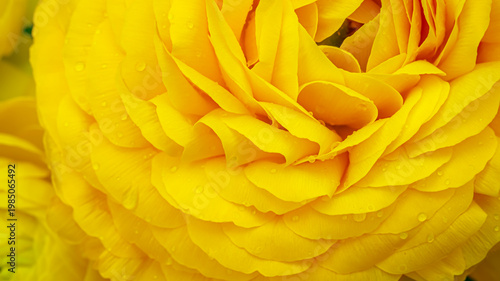 Close view of bright yellow flowers with layered petals showing water droplets after rain in a garden during daytime