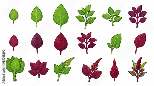 Amaranth Leaves and Flowers Vector Set with Red and Green Foliage isolated on White