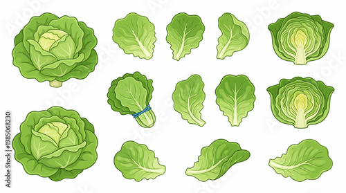 Butterhead Lettuce Illustration Set with Whole Head Halved and Individual Leaves isolated on White
