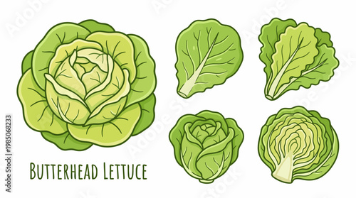 Butterhead Lettuce Botanical Illustration Set with Whole Head and Leaves isolated on White