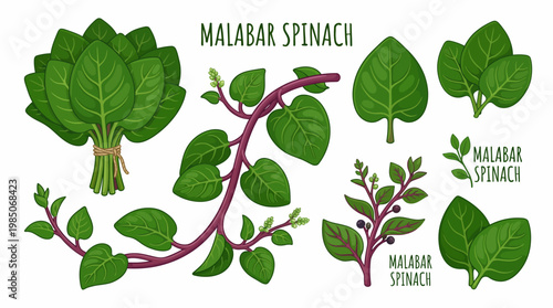 Malabar spinach set of isolated illustrations in cartoon and vector style